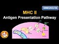 MHC Class 2 Molecules and Antigen Presentation