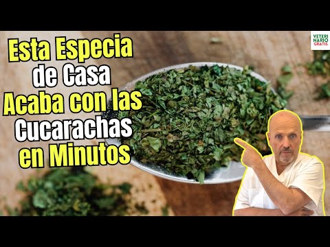 💝 ESTA ESPECIA COMUN ACABA CON LAS CUCARACHAS EN MINUTOS 💝