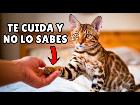 Cómo tu gato MEJORA TU VIDA en secreto cada día 😻 (14 cosas que hace por ti y tú no te enteras)