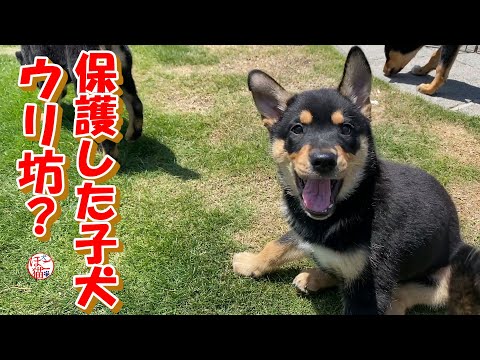 【保護犬 子犬】やたらと抜ける子犬達の毛+おまけコーナー