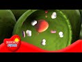 Understanding Cellular Respiration