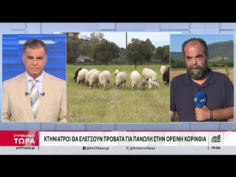 Πανώλη: Συναγερμός για κρούσμα στην Κορινθία