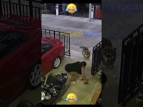 Aiii Aamai 🤣 Dubbing Dappa #funny #shorts #dog #comedy #shortsfeed #funnyanimals #animals #doglover