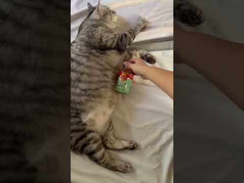 【デカい猫】凶暴猫は大きさも凶暴すぎた#でぶ猫