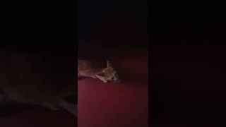 kolkata 😺😸 cat#cute