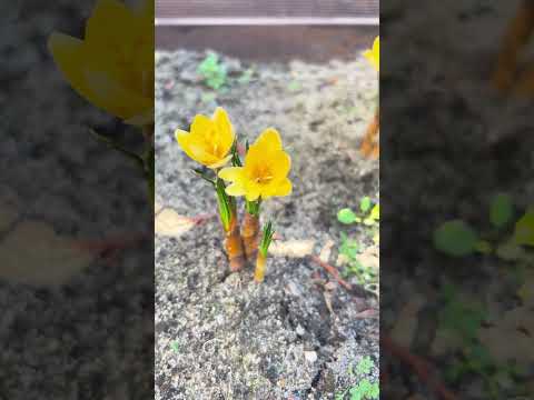 First ithuthan pookkum...