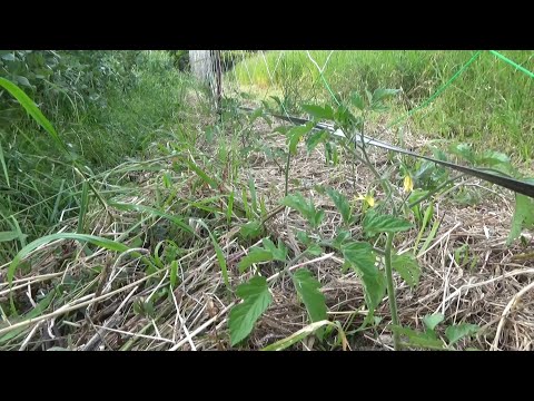 【自然農】2025年5月14日トマト・かぼちゃ定植のようす【natural farming】