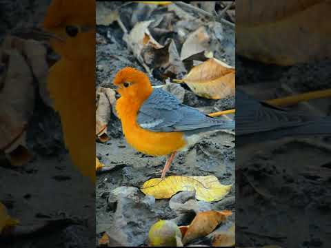 That Is The Beauty Of Wildlife | Today I saw the most beautiful bird | #birds #wildlife #shorts