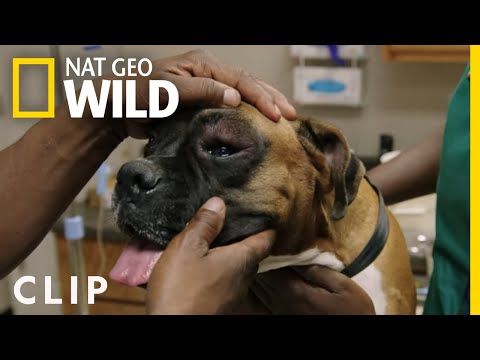 Treating a Dog With Multiple Wasp Stings | Critter Fixers