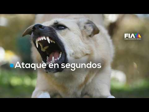 ¿Riesgo de rabia? El calvario de una madre tras la agresión de un pitbull a su hijo de 4 años