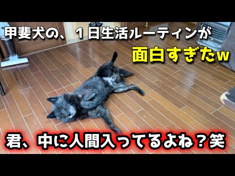 人間みたいな甲斐犬の、平日1日ルーティン【甲斐犬一休】