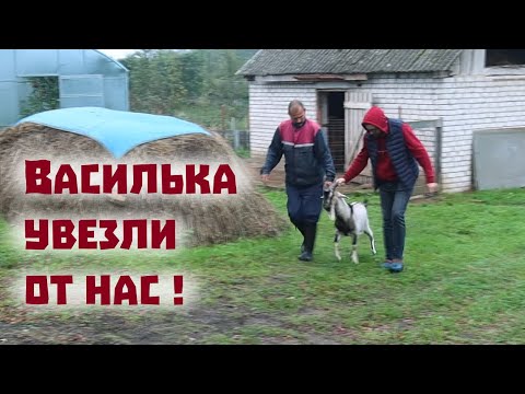 Про тыкву-королеву, свиней, коз, ремонт печи и огород!