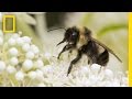 Insects, Biodiversity, and Conservation Awareness