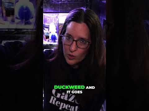 Duckweed Removal_ Net vs Weird Alternative Well hello there!
I#fishkeepinghobby #fishaquarium #aquarium #fishtank #fish #aquariumfish #aquarium