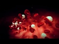 Understanding Blood Components and Functions