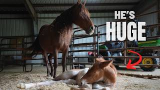 You Won’t Believe The Size Of This Foal😳 - Baby Horse Weight Reveal