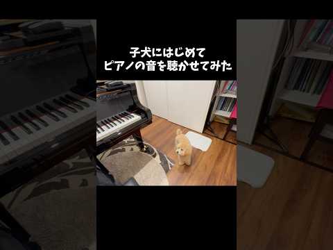 子犬、はじめてのピアノ