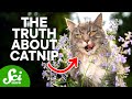 Understanding Catnip and Silver Vine Effects on Cats