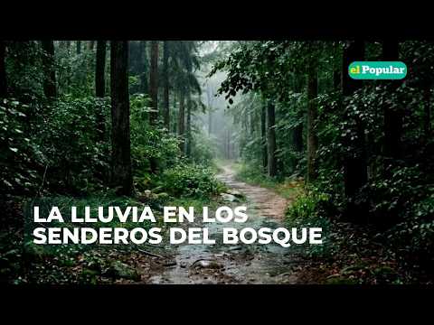 ASMR | SONIDO RELAJANTE 🌧️ Lluvia en los Senderos del Bosque para Dormir Profundo  (8 Horas)