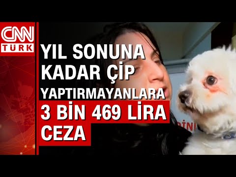 Evcil hayvanlara çip için son 3 hafta! 600 binden fazla evcil hayvan kayıt altına alındı