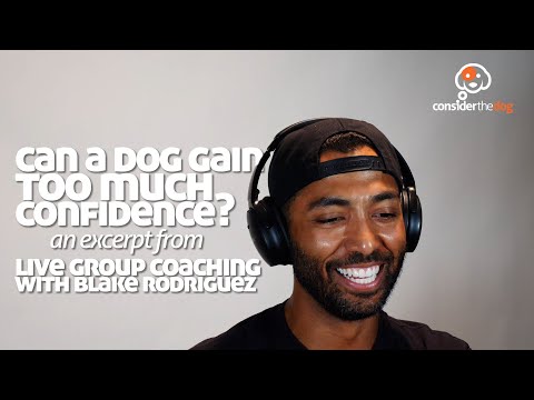 Can a Dog Gain Too Much Confidence? | Live Group Coaching Excerpt with Blake Rodriguez & Tyler Muto