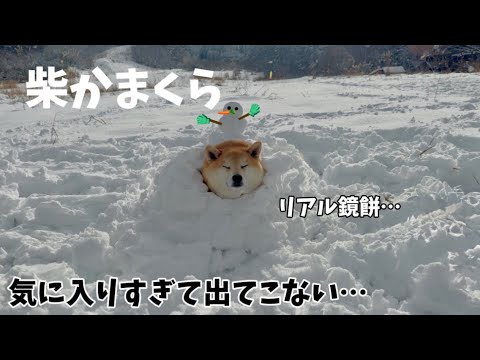 雪山で鎌倉を作った結果、気に入りすぎて出てこなくなった柴犬が面白すぎました…