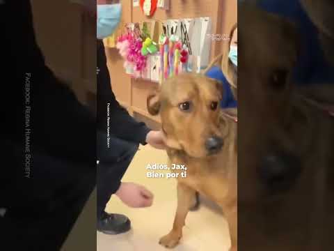 Perrito se despide de sus cuidadores tras ser adoptado! #perritos #puppy #perros#reporteros