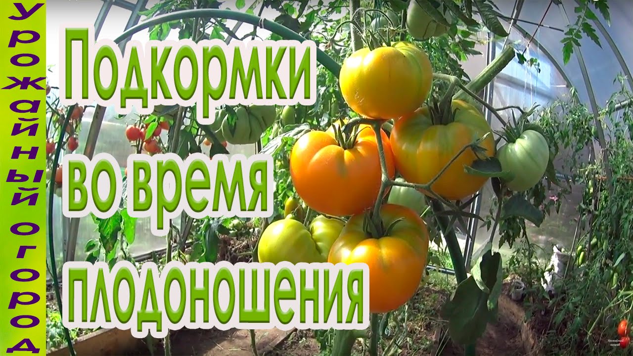 Подкормки томатов во время плодоношения