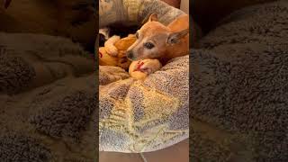 Vejam pinscher fez amizade com galinha para dormir ￼￼