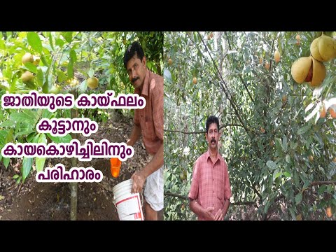 ജാതിയുടെ കായ്‌ഫലം  കൂട്ടാനും കായകൊഴിച്ചിലിനും പരിഹാരം Nutmeg Farming Malayalam