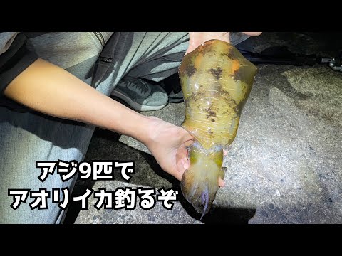 アジ9匹でアオリイカ釣るぞ