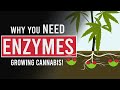 Enzyme Solutions for Cannabis Plants