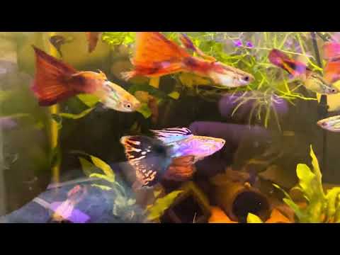 Red Vienna Guppies for AAA Aquatic Auction These are a strain that I have created from a Vienna Guppy and a Stan Schubel cross. Really neat pat