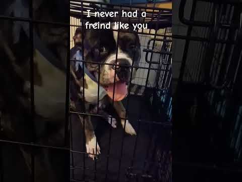 Spot Never Had A Freind Like You❤️||#cuteanimal#cutedog