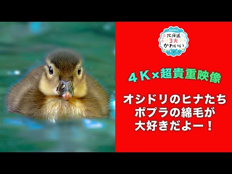 オシドリのヒナたち ポプラの綿毛が大好きだよー! Mandarin duck chicks love poplar fluff.