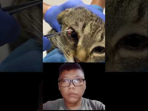 MATA KUCING INI TERTUSUK SERPIHAN KAYU #shorts #kucing #penyelamatankucing #perawatankucing