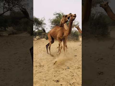 Camel Love time attack #shortsviral  #shorts  #shortvideo