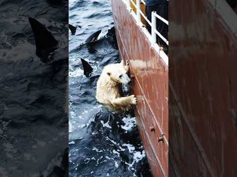 😲Save a cute polar bear from a horde of aggressive creatures! ! 😲