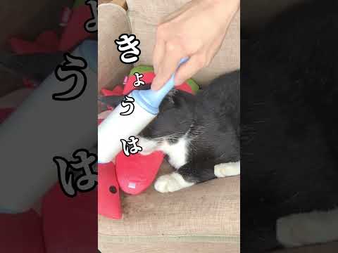 なにもしない猫 #猫 #猫のいる暮らし #癒し