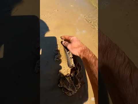 new facts video shorts...🤷‍♂️ #trending #comedyvideos #viral #funny #funnyclips #comedy