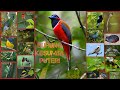 ការប្រឡងពីវីដេអូសិក្សា