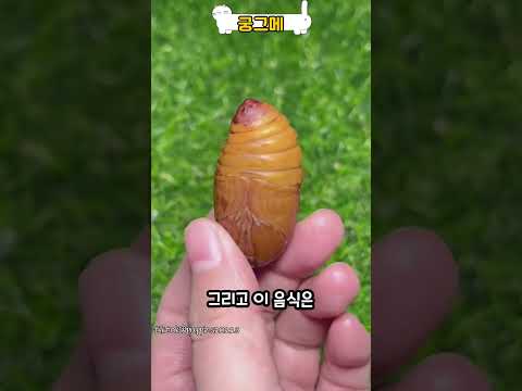 치즈가 가득 들어있는 이것을 먹는 동물