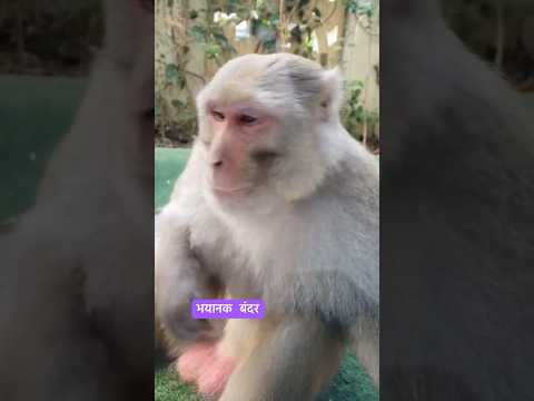 🦍भयानक डरावना बंदर।🦍Terrible scary monkey.#short