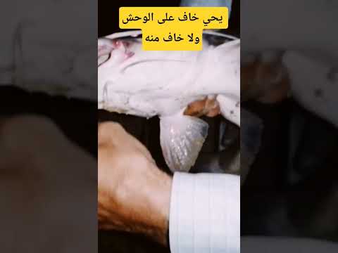 لحظة خروج وحش الدقماق