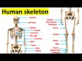 Exploring the Human Skeletal System