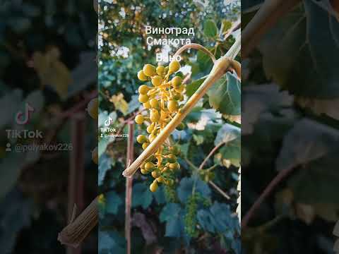 #Майбутнє#вино#в#процесі#