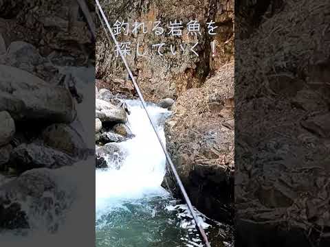 岩魚はまだ春を迎えていないみたい