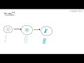 Chromatids and Chromosomes Concepts