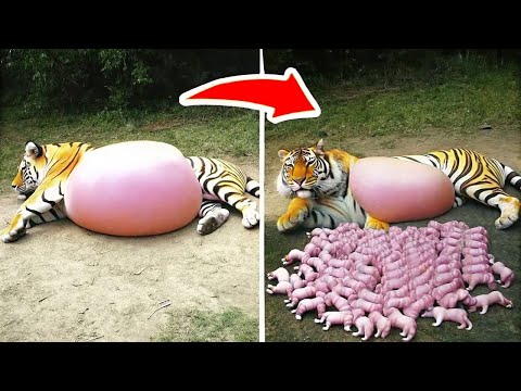 You’ve NEVER Seen Animal Births Like This Before!