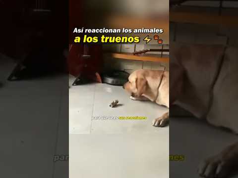 Así reaccionan los animales a los truenos ⚡🐾